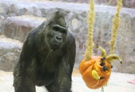 Gorilla Toni with pumpkin