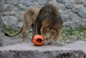 Lion with pumpkin