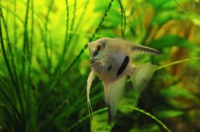 Акваріумна рибка Скалярія