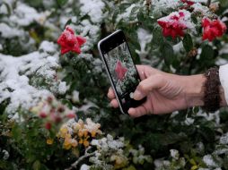 Flowers covered with snow