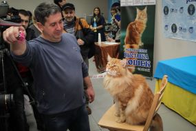 Maine Coon's Cupcake Cake