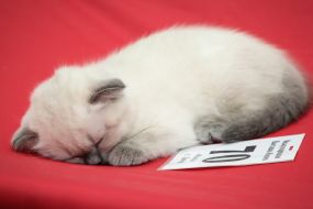 Exhibition of cats "Winter fairy tale"
