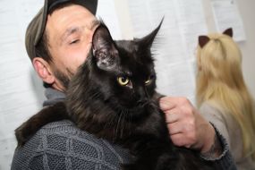 Exhibition of cats "Winter fairy tale"