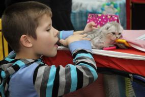 Exhibition of cats "Winter fairy tale"
