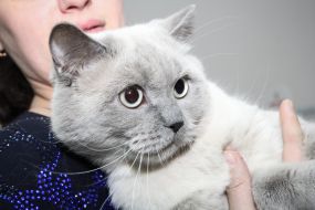 Exhibition of cats "Winter fairy tale"