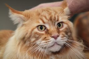 Maine Coon's Cupcake Cake