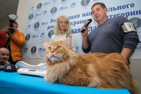 Establishing the record "The largest breeding cat in Ukraine"