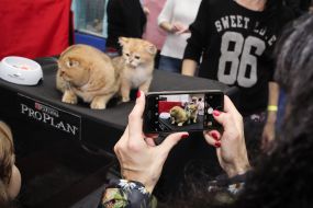 Exhibition of cats "Winter fairy tale"