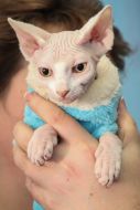 Exhibition of cats "Winter fairy tale"