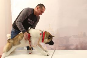 Выставка собак «Киевская Русь - 2017»