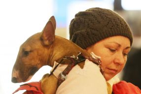 Выставка собак «Киевская Русь - 2017»