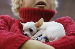 Выставка собак «Киевская Русь - 2017»