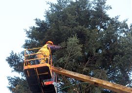 Монтаж главной елки на Софийской площади