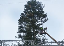 Монтаж главной елки на Софийской площади