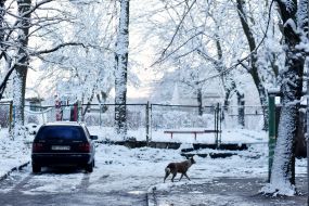 Snow in Lviv