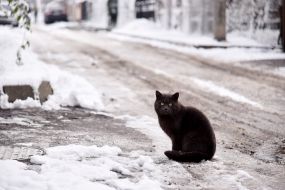 Black cat