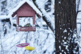 Bird feeders