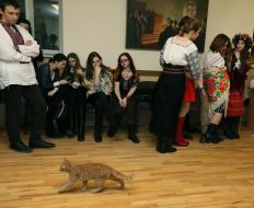 Кіт Мурлика