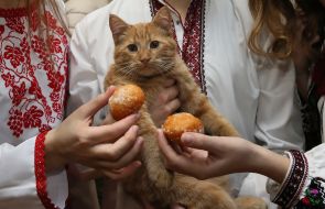 Кіт Мурлика