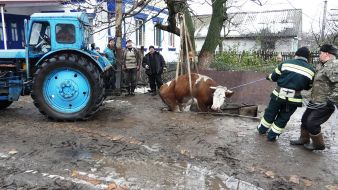 Rescuers saved the cow