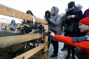 Люди рассматривают овец