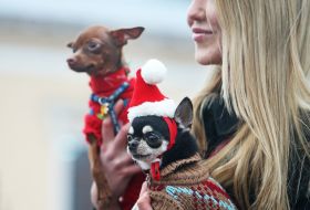 Собаки породы чихуахуа