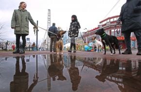 Благотворительный парад собак