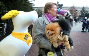 Собака породы померанский шпиц