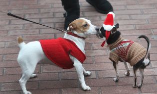 Благотворительный парад собак
