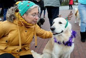 Собака породы золотистый ретривер