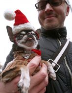 Собака породы чихуахуа