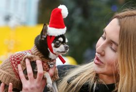 Собака породы чихуахуа