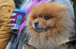 Собака породы померанский шпиц