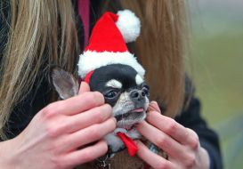 Собака породы чихуахуа