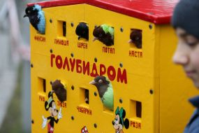 Окрашенные голуби