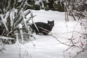 A cat on a snowy street