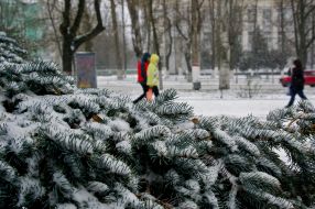 Сніг на гілках ялинки