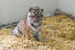 Тигреня Шерхан