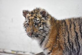 Тигреня Шерхан