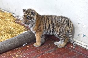 Тигреня Шерхан