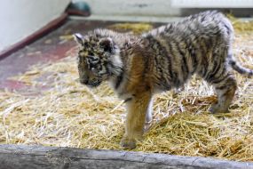 Тигреня Шерхан