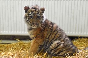 Тигреня Шерхан