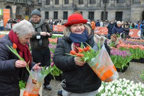 National Tulip Day in Amsterdam