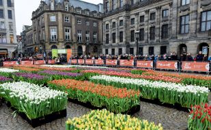 National Tulip Day in Amsterdam
