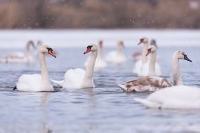 Swans