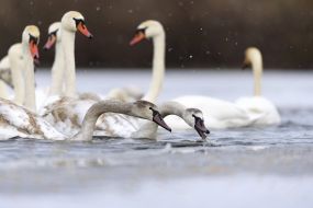 Swans