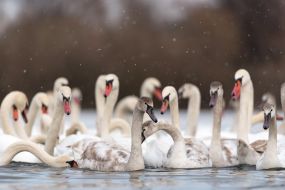 Swans