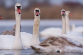 Swans