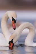 Swans