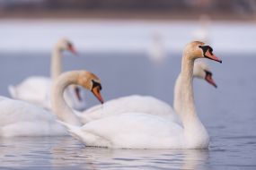 Swans